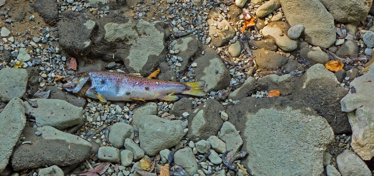 Trockenes Bachbett mit Fisch